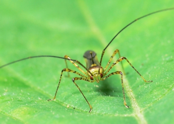 Hợp chất tự nhiên xua côn trùng