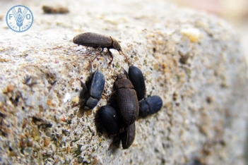 BIỆN PHÁP DIỆT TRỪ BỌ ĐẬU ĐEN